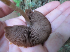 Coprinopsis canoceps