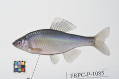 Striped Bitterling photo 4