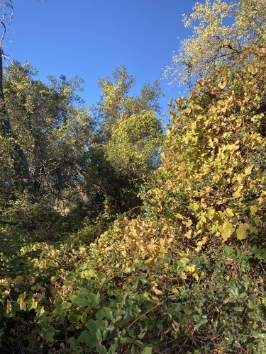 Vitis californica