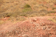 Columba livia domestica