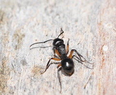Polyrhachis femorata