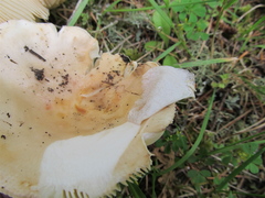 Russula crassotunicata