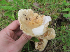 Russula crassotunicata