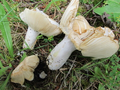 Russula crassotunicata