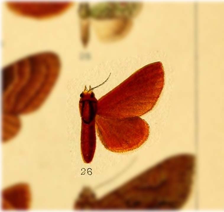 Malacosoma prima