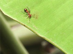 Myrmarachne formosana