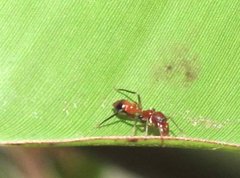 Myrmarachne formosana