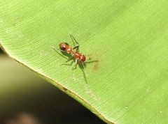 Myrmarachne formosana