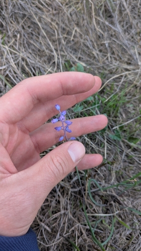 Muscari parviflorum, photograph 5