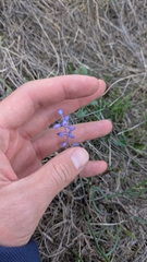 Muscari parviflorum, photograph (c) Ruslan Salimgareev, some rights reserved (CC BY)