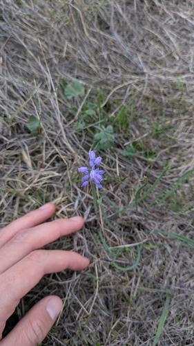 Muscari parviflorum, photograph 6