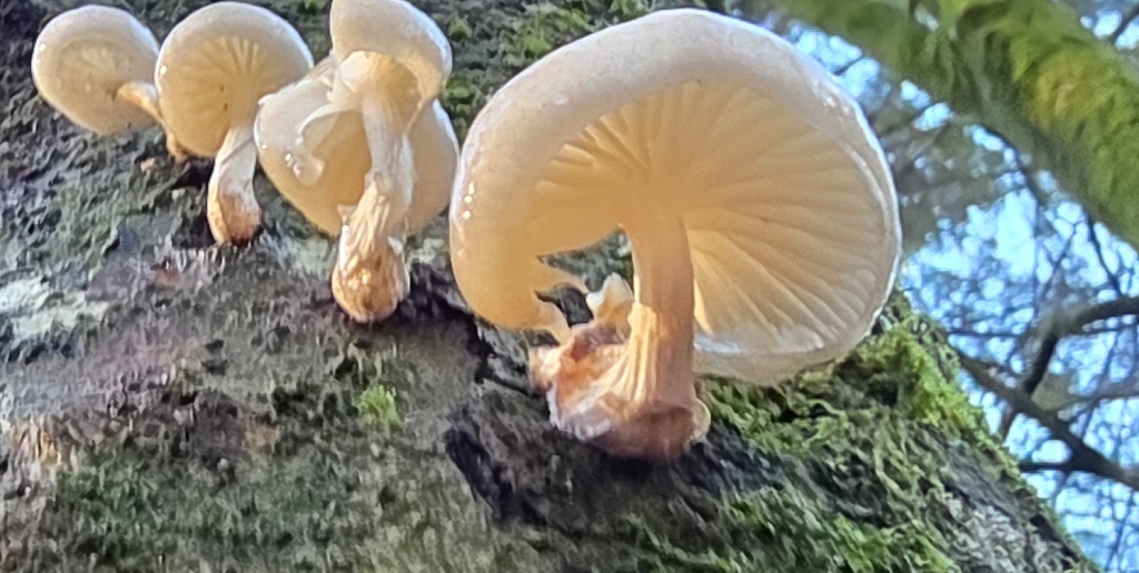 Oudemansiella mucida · December 2025 · photo: © sabear (iNaturalist, cc0)