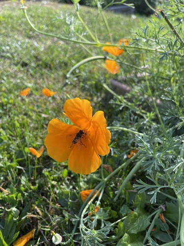 Unknown species found near Phillips St, Andover, MA, US