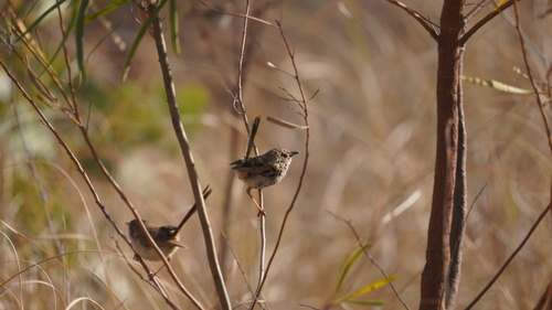 Red-backed Fairywren