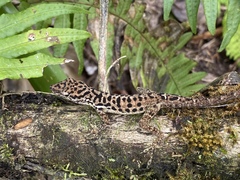 Anolis sabanus