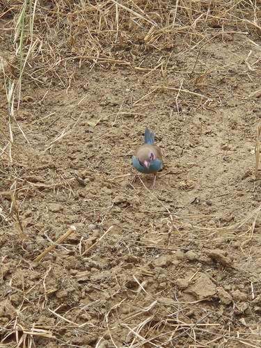 Red-cheeked Cordonbleu