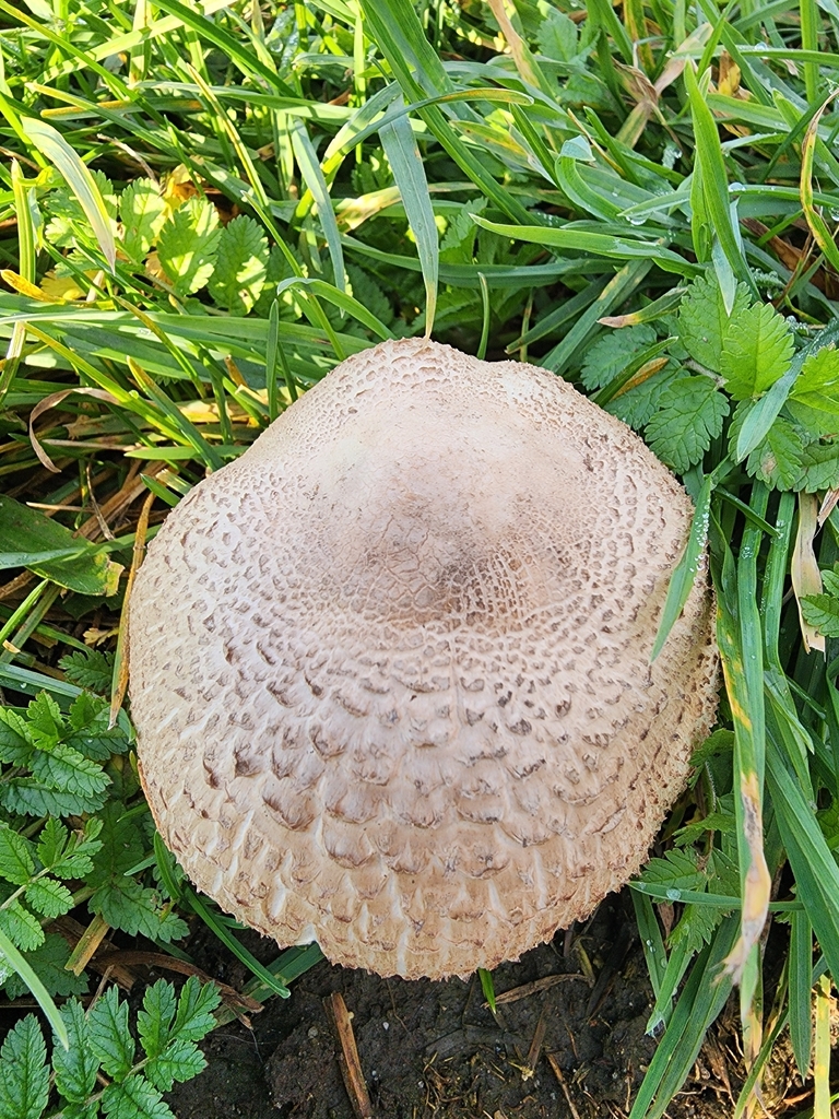 Agaricus xanthodermus · December 2025 · photo: © dave_r_clark (iNaturalist, cc-by)