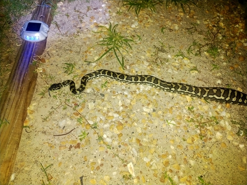Coastal Carpet Python sighting