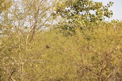 Streptopelia senegalensis