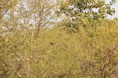 Streptopelia senegalensis