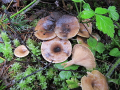 Infundibulicybe squamulosa