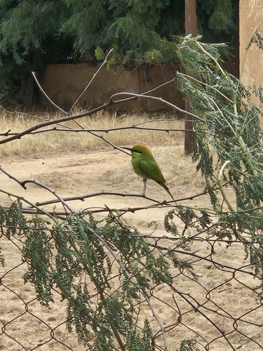 African Green Bee-eater