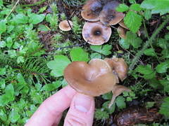 Infundibulicybe squamulosa