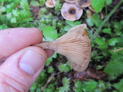 Infundibulicybe squamulosa