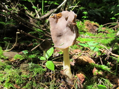Helvella compressa
