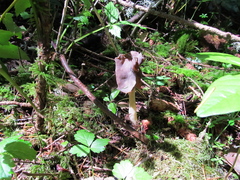 Helvella compressa