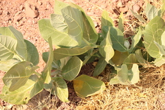 Calotropis