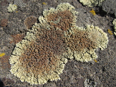 Protoparmeliopsis muralis