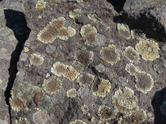 Protoparmeliopsis muralis