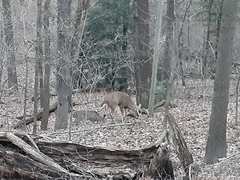 Odocoileus virginianus