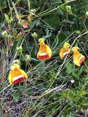 Calceolaria uniflora