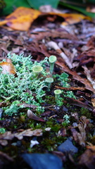 Cladonia carneola