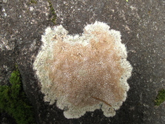 Placopsis lambii