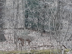 Odocoileus virginianus