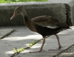 Dendrocygna autumnalis