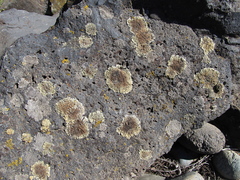 Protoparmeliopsis muralis