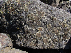 Protoparmeliopsis muralis