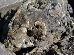 Protoparmeliopsis muralis