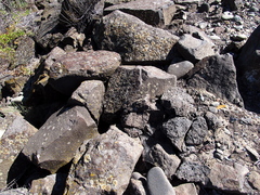 Protoparmeliopsis muralis