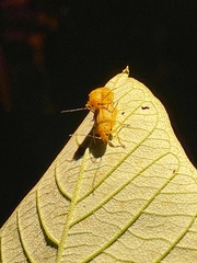 Metaxyonycha granulata
