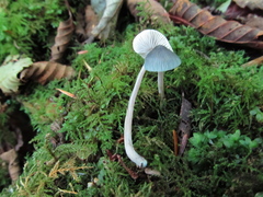 Mycena amicta