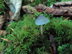 Mycena amicta
