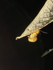 Metaxyonycha granulata