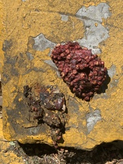 Bassariscus