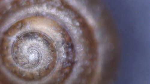 Tawny Glass-snail