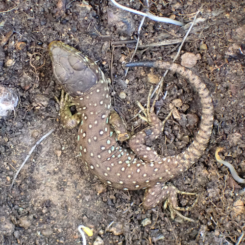 Avistamiento Lagarto ocelado (fardacho)
